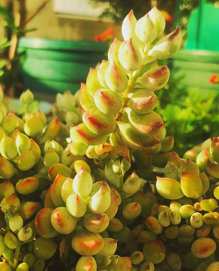 3种多肉,天冷也能生长,颜色状态美美哒,适合懒人养