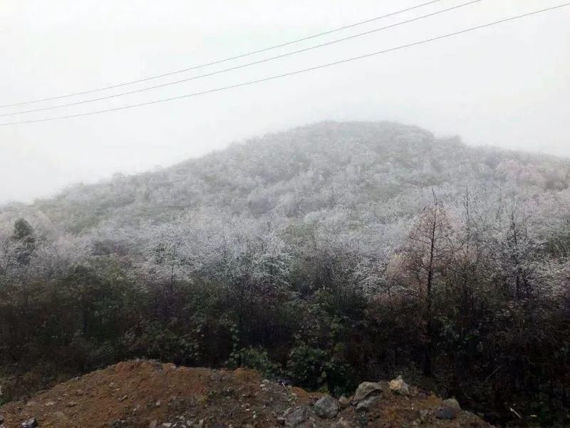 到底|下雪了！多图解锁海拔1500米的石柱七曜山雪景到底有多美？