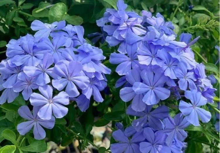 4种花是花中劳模,一年四季开不停,养在庭院超美的