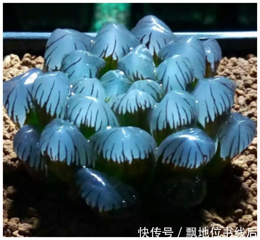 晶莹剔透|玉露晶莹彩珍珠美极了，做好6个点，颗颗饱满晶莹剔透