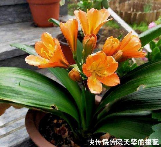 君子兰不长出花箭、开花怎么办?掌握3技巧,接连不断地开花