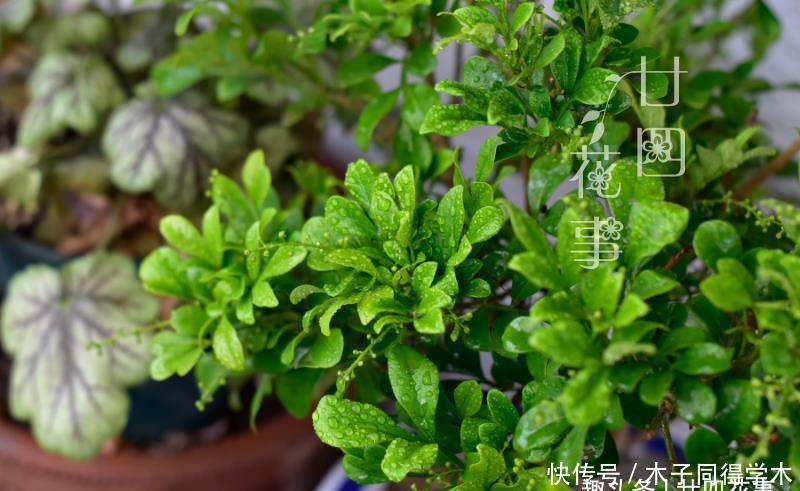 难点|养死过五六盆米兰花,总算得出了点经验:米兰的养护难点在于服盆