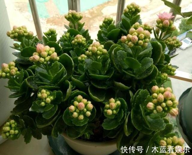 芽子|修剪长寿花,分2种不同“方法”,做好一年开三次,每次都爆盆