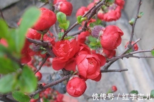 此花超漂亮,沾土就活,开花又大又艳,红红火火好运来!