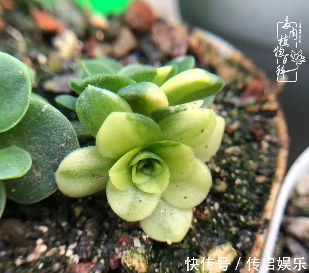 科普“山地玫瑰锦”万中无一，仙气缭绕！附养护知识！