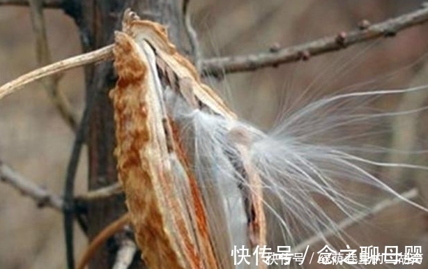 瘊子|农村地里的这样野果,称之为“草药之王”,能吃又能做药材!