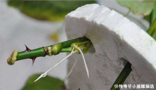 塑料瓶|家里常丢掉的“垃圾”,秒变“扦插利器”,大白根嗖嗖冒,忒好活