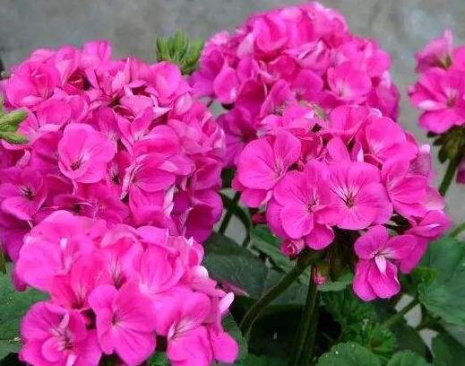 四季海棠不开花就是欠“收拾”,花苞蹿枝200个,花开年年红