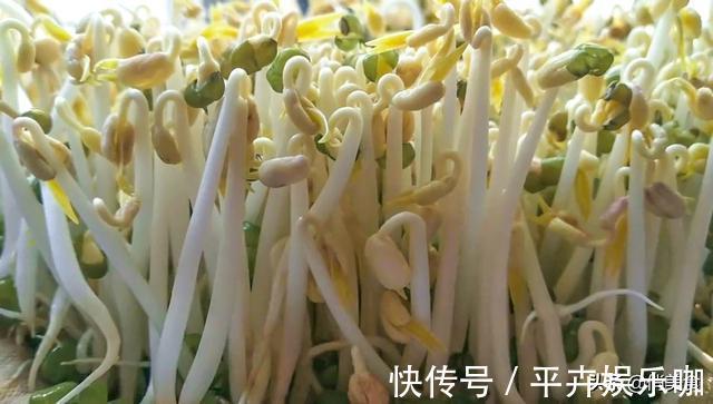卫生|家庭自制绿豆芽，教你5个小秘诀，豆芽4天就能吃，安全卫生又营养