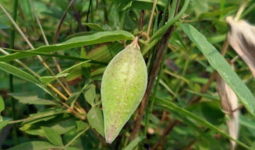 采摘|乡下一种不起眼的野草，竟是中医界的“珍宝”，遇到就采摘回家吧