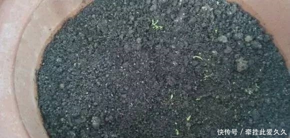 根全烂了别扔,这样做,分分钟把花救活!