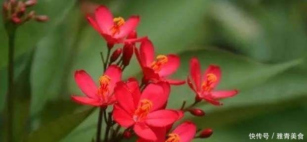 花期超长的6款花,养1盆能全年赏花,好看又好养