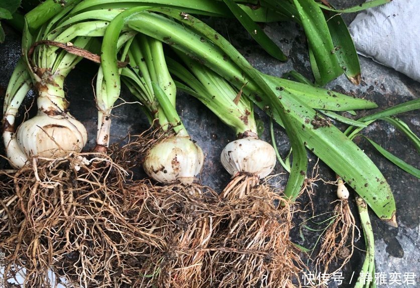 8种花,秋天翻盆顺便分株,一盆变多盆,明年光买盆就足够了