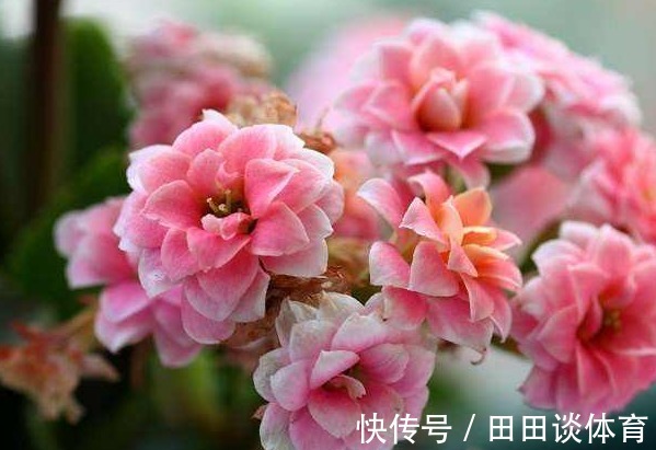 三种正能量的花，寓意极好家人兴旺，喜欢赶紧养一盆！