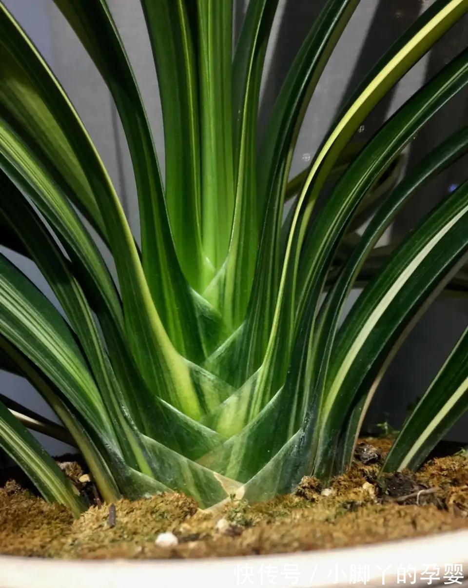 施肥|君子兰夏天少折腾,静养才能养出好兰株
