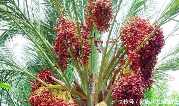 此种果树不怕寒冷,最适合冬春育苗,当盆栽观赏价值不比花草差!