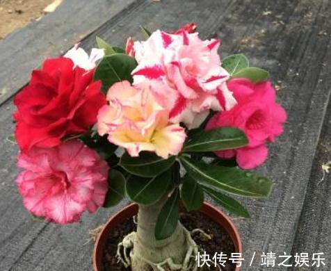 花苞|沙漠玫瑰要“放养”，往角落一摆，花苞冒得多、花开“满枝干”