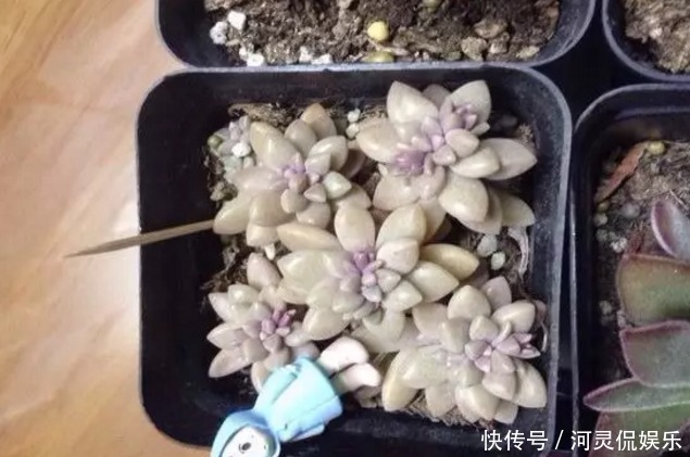 竹签|万能的浇水“神器”，只需一根小吸管，专治各种烂根烂叶！