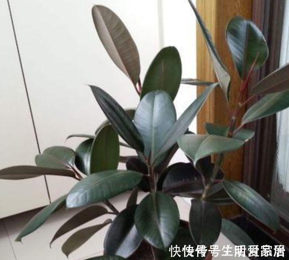 “4种花”随便养,招财纳福好运来,日子越过越红火