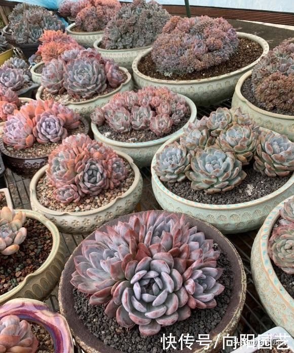 瞧瞧多肉大神的肉肉,盆盆是精品,棵棵价格不菲,你爱了吗