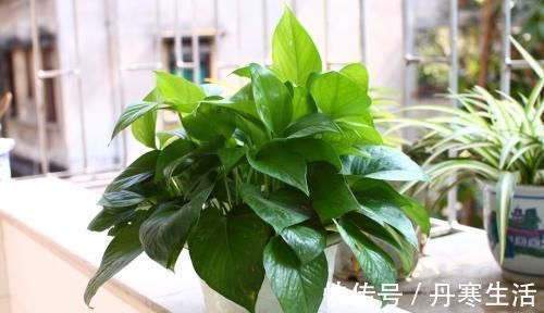 爆盆|家里花太多养不过来？试试4种花，不用精心打理也能爆盆