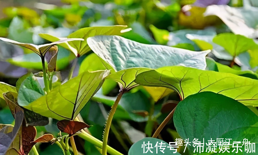 一日三餐|这菜营养极高,很多人只吃叶子,其实茎才是“王者”,不懂可惜了