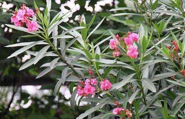 青蒿|家里花卉烂根烂叶,几种天然灭虫法,不生虫养花好