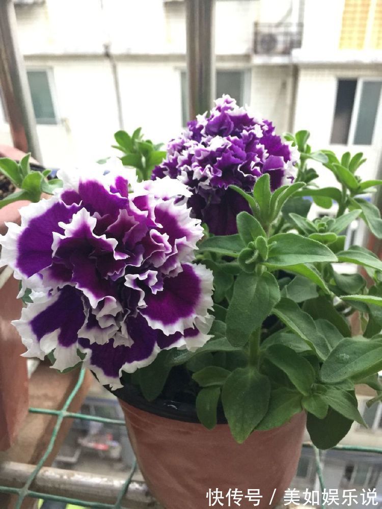 喜欢养花,就养盆稀有花卉”火柴“拔克西木,形似火柴,十分稀奇