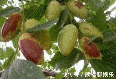 葡萄糖|大枣美容祛斑,增强免疫力,农民种植大枣重点掌握四点,稳产增收