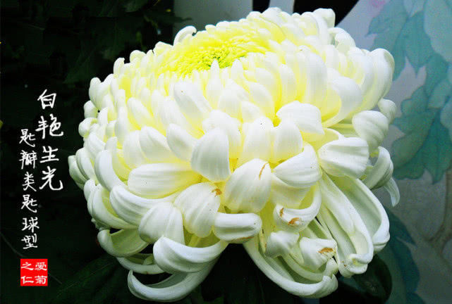 喜欢菊花，就养盆“菊中珍品”大光明，端庄秀丽，国色天香！