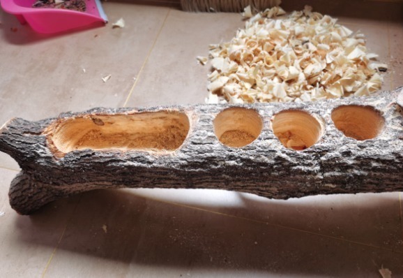 diy|别人不要的烂木桩,我捡回家种多肉,价值翻了20倍!