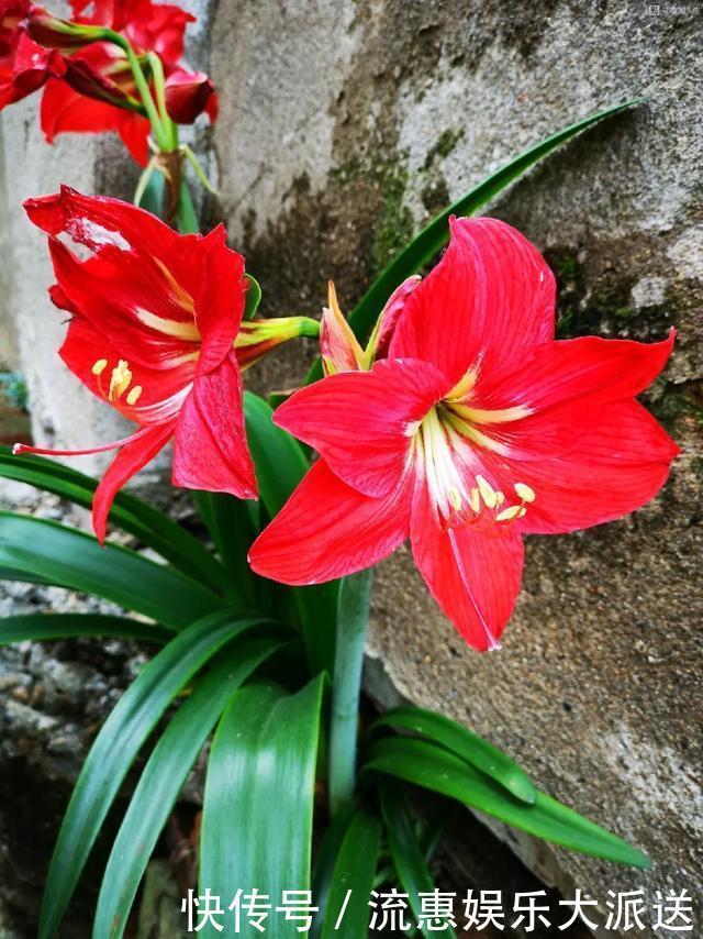 真正的花坚强,墙缝、地缝都能长,开花特别旺!