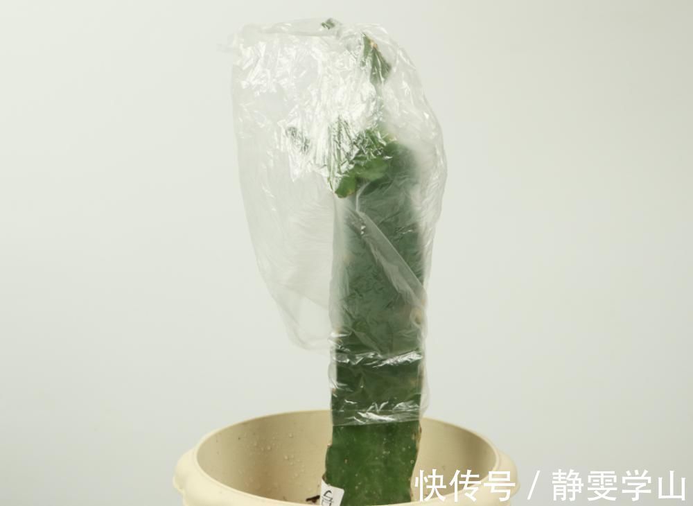 叶子|养护蟹爪兰,要注意8个要点,才能开出仙气飘飘花