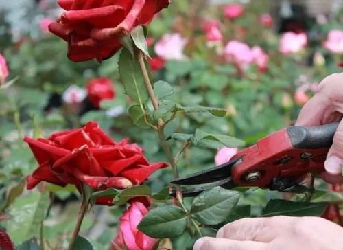 月季花老枝花朵已经开败,笋芽还全是花苞,该如何修剪?