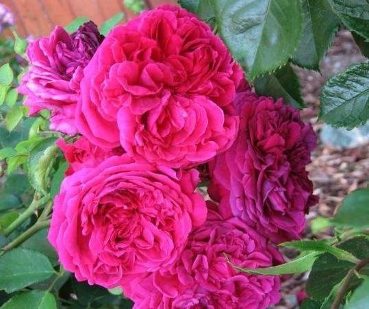 邻居在院子养了“1种花”，养上2年长一片，开花又香又好看，羡慕