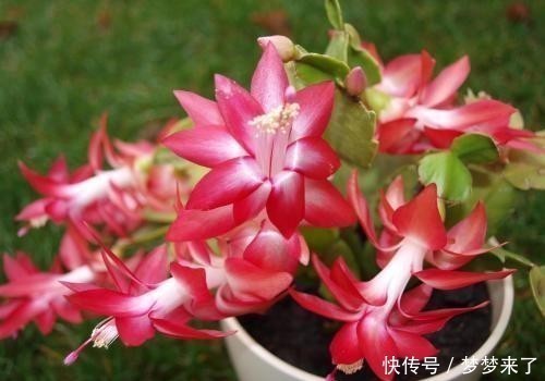 蟹爪兰浇这几种水,长得茂盛还不用换土