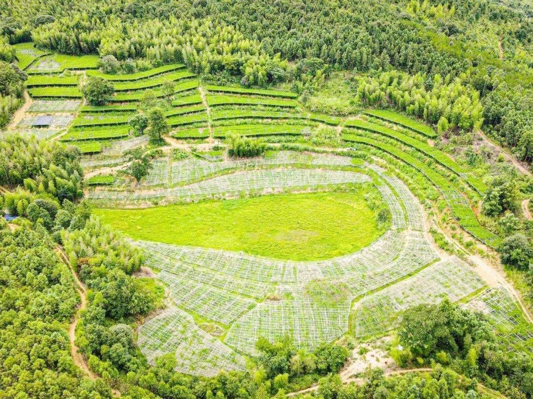 乡村振兴开新局 福建漳平聚焦焦兴美富