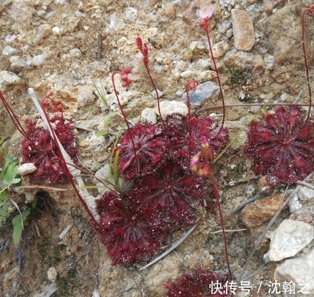 遇见|山里一种个头很小的野生物,不论谁遇见,都别破坏它,有价值