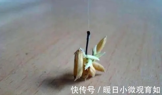 谷芽|用这个土方法钓鱼,一次钓了十几条大鲤鱼大草鱼,高手在民间啊