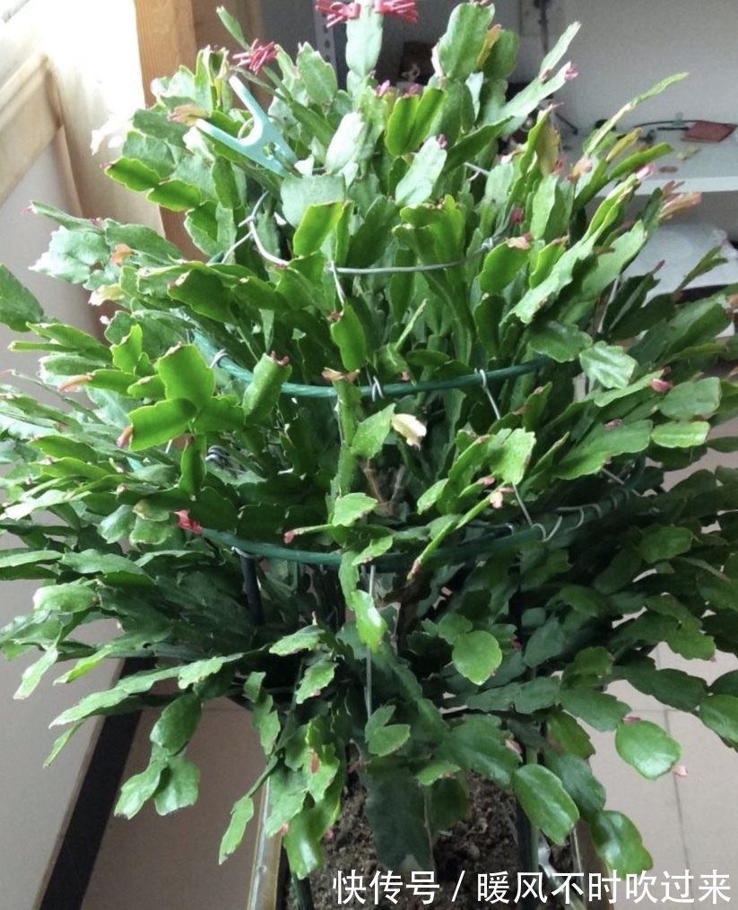 她养的蟹爪兰,1个枝条冒出4个花苞,记住3个“要诀”你也可以