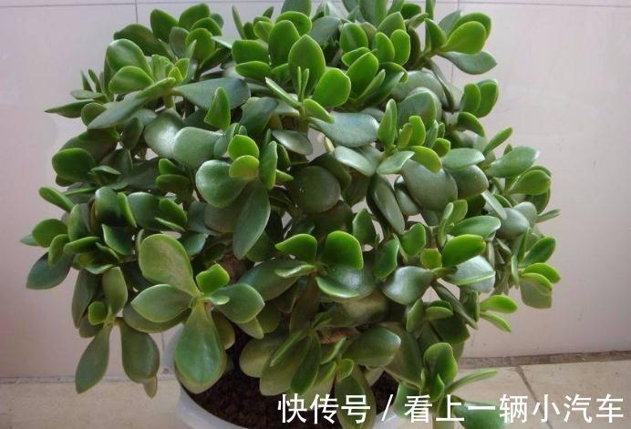 多浆植物厚脸皮,原来这么养上两三年就能成老桩盆景