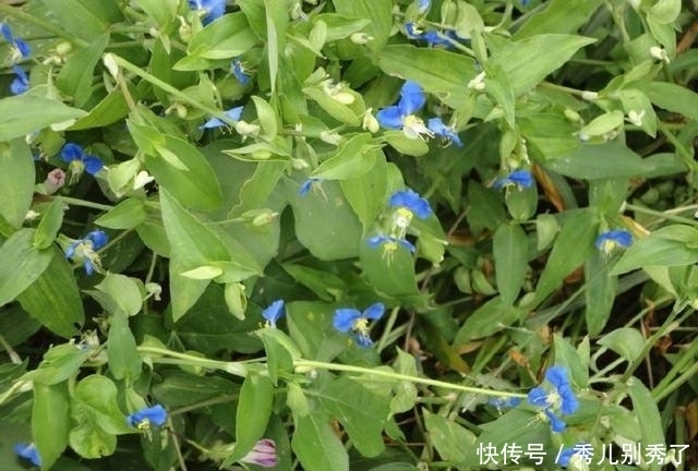 泡水|它曾在田間毫不起眼,花瓣只有兩瓣,作為觀賞植物,還能泡水喝