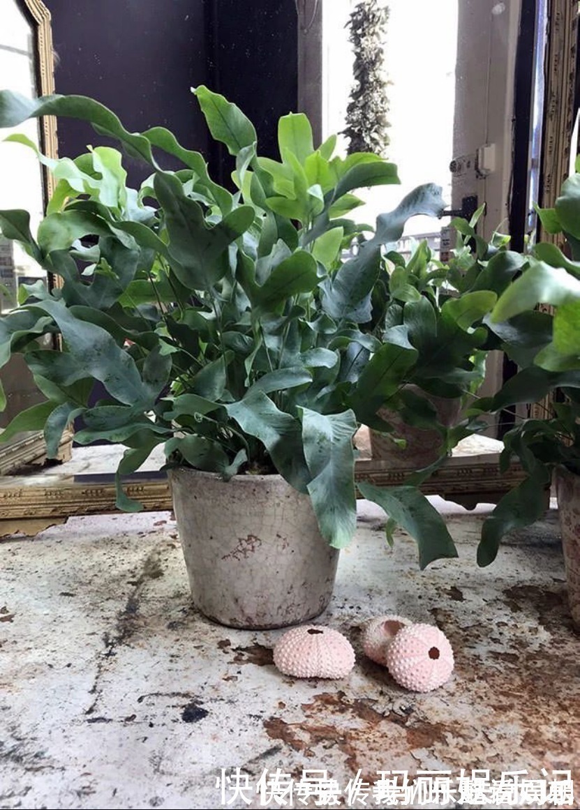 室内观叶|最适合卧室摆放的9种植物,清新素雅,安全无毒,还特好养活