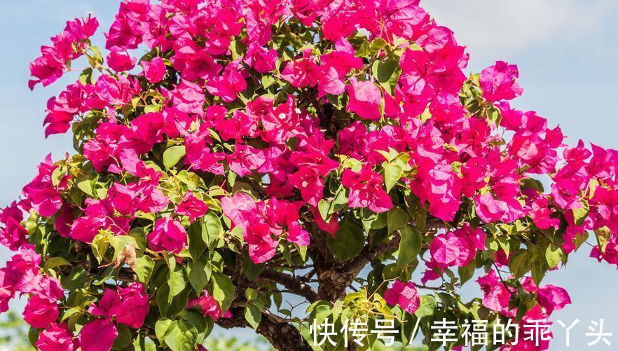 靠接三角梅盆景的制作与养护以及催花技巧,还不来试试