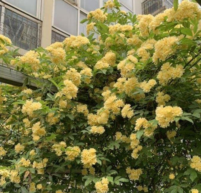 家里必养“4种花”，好养又漂亮，开花就爆盆，不易生病好养护