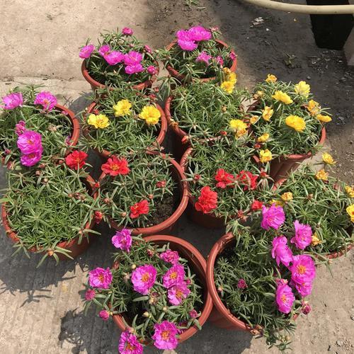 花期|这几种花“花期”长，一开就是几个月，别人看了以为是假花