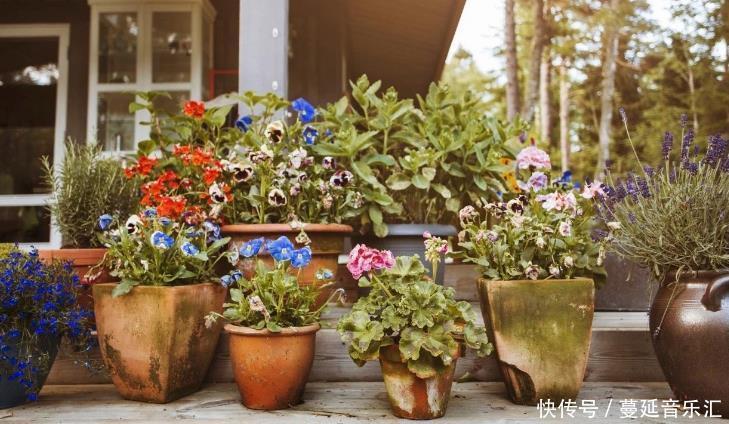 植物|3款花期长、开花就爆盆的植物,适合居家盆栽,好养又漂亮