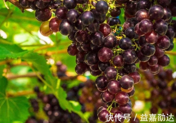 女人|女人熬夜后多吃以下4种水果,能缓解疲劳、延缓衰老