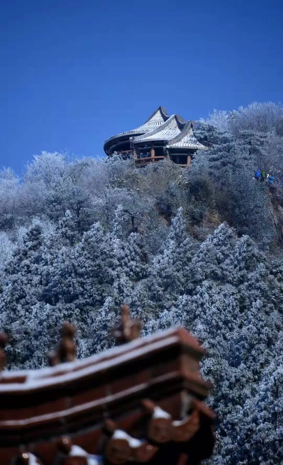 美景|华顶迎今年首场雾凇！天台山美景刷爆朋友圈！