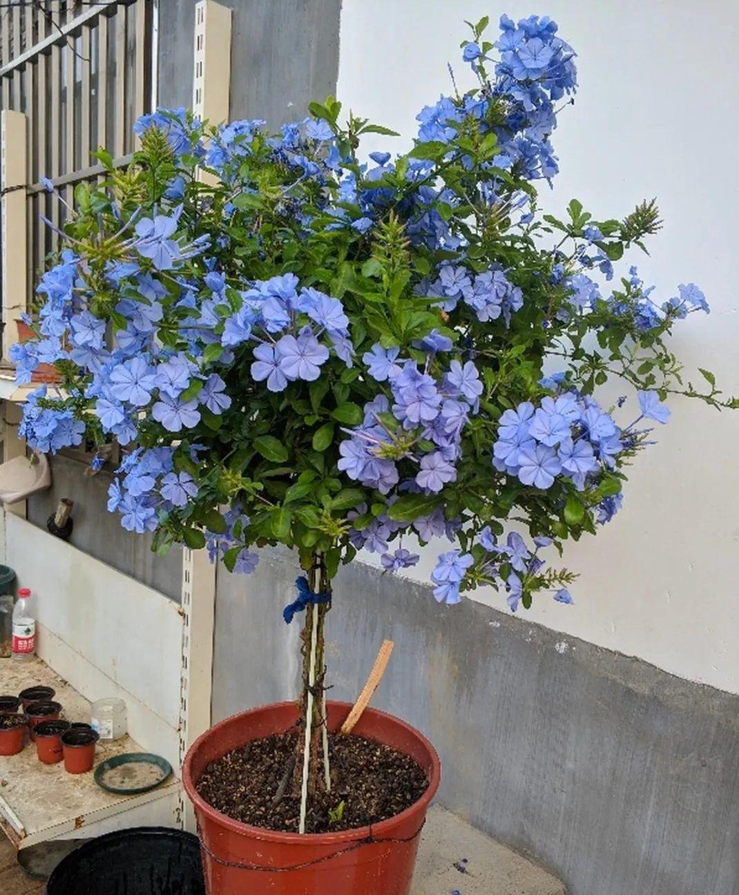 想要窗台美美哒，8种花草养起来，一晒就开花